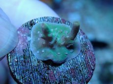 画像2: No.237 スペシオーサ (2)