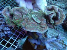 画像1: No.238 ヨコミゾスリバチサンゴ (1)