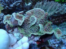 画像2: No.238 ヨコミゾスリバチサンゴ (2)
