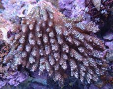 画像1: No.239 フィジー産 スゲミドリイシ (1)