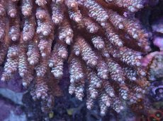 画像2: No.239 フィジー産 スゲミドリイシ (2)