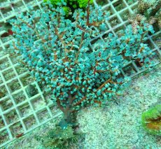 画像1: No.1 ハナフタヤギ　ブルー (1)