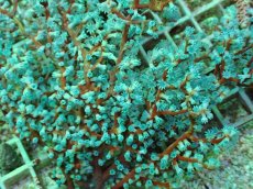 画像2: No.1 ハナフタヤギ　ブルー (2)