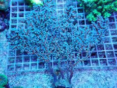 画像1: No.2 ハナフタヤギ　ブルー (1)