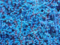 画像2: No.2 ハナフタヤギ　ブルー (2)