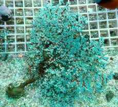 画像1: No.3 ハナフタヤギ　ブルー (1)