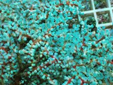 画像2: No.3 ハナフタヤギ　ブルー (2)