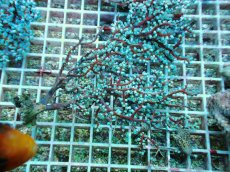 画像1: No.4 ハナフタヤギ　ブルー (1)