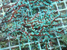 画像2: No.4 ハナフタヤギ　ブルー (2)