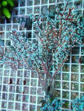 画像1: No.5 ハナフタヤギ　ブルー (1)