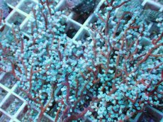 画像2: No.5 ハナフタヤギ　ブルー (2)