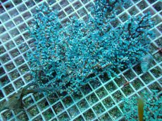 画像1: No.6 ハナフタヤギ　ブルー (1)