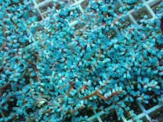 画像2: No.6 ハナフタヤギ　ブルー (2)