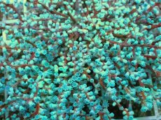 画像2: No.7 ハナフタヤギ　ブルー (2)