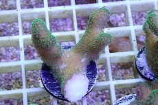 画像1: No.10 フィジー産 ショウガサンゴ　グリーン (1)