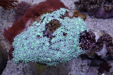 画像1: No.9 トンガ産 クダサンゴ (1)
