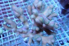 画像1: No.12 トンガ産 ショウガサンゴ (1)