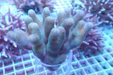 画像1: No.13 トンガ産 ショウガサンゴ (1)