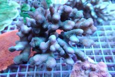 画像1: No.14 トンガ産 ショウガサンゴ (1)