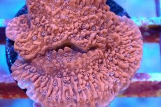 画像2: No.1　チヂミコモンサンゴ　ポリプホワイトピンク (2)