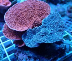 画像1: No.1 ウスコモンサンゴ レッド＆パープル系 (1)