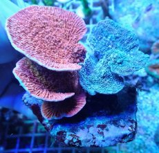 画像2: No.1 ウスコモンサンゴ レッド＆パープル系 (2)