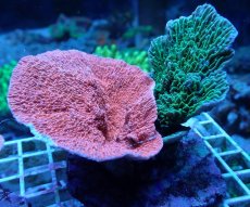 画像1: No.2 ウスコモンサンゴ レッド＆グリーン (1)