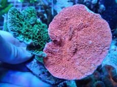 画像2: No.2 ウスコモンサンゴ レッド＆グリーン (2)