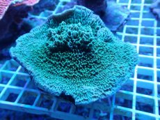 画像1: No.3 チヂミコモンサンゴ グリーン (1)