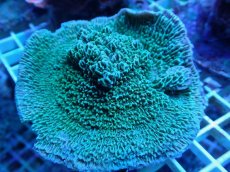 画像2: No.3 チヂミコモンサンゴ グリーン (2)