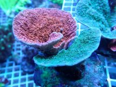 画像1: No.4 ウスコモンサンゴ レッド＆グリーン (1)