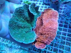 画像1: No.5 ウスコモンサンゴ レッド＆グリーン (1)