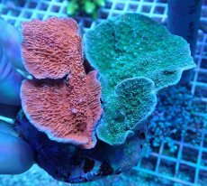 画像2: No.5 ウスコモンサンゴ レッド＆グリーン (2)