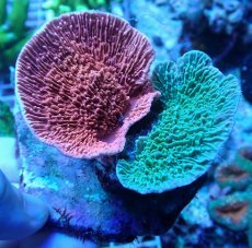 画像1: No.6 ウスコモンサンゴ レッド＆グリーン (1)