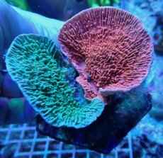 画像2: No.6 ウスコモンサンゴ レッド＆グリーン (2)