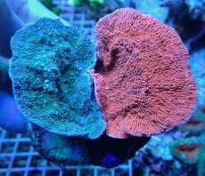 画像1: No.7 ウスコモンサンゴ レッド＆グリーン (1)