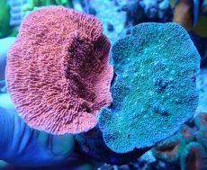 画像2: No.7 ウスコモンサンゴ レッド＆グリーン (2)