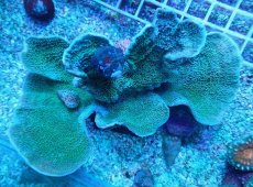 画像1: No.8 ウスコモンサンゴ グリーン (1)