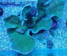 画像2: No.8 ウスコモンサンゴ グリーン (2)