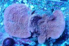 画像1: No.9 ウスコモンサンゴ レッド (1)