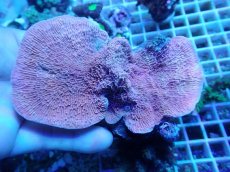 画像2: No.9 ウスコモンサンゴ レッド (2)