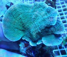 画像1: No.10 ウスコモンサンゴ グリーン (1)