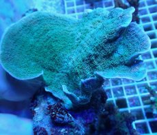 画像2: No.10 ウスコモンサンゴ グリーン (2)