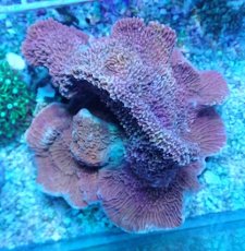 画像1: No.11 チヂミコモンサンゴ レッド (1)