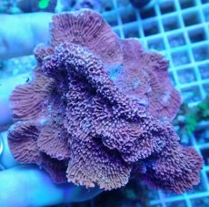 画像2: No.11 チヂミコモンサンゴ レッド (2)