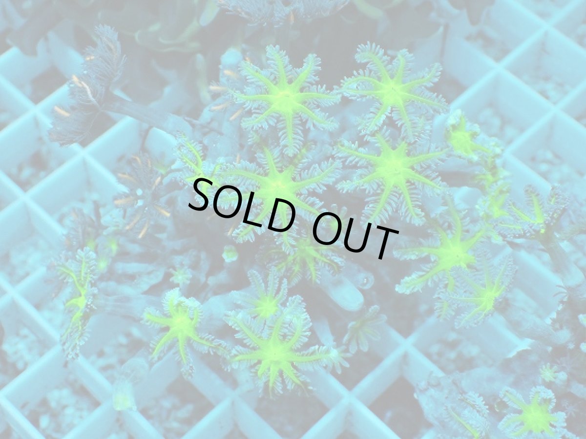 画像1: No.10 ツツウミヅタ グリーンコア＆オレンジストライプ (1)