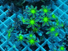 画像1: No.10 ツツウミヅタ グリーンコア＆オレンジストライプ (1)