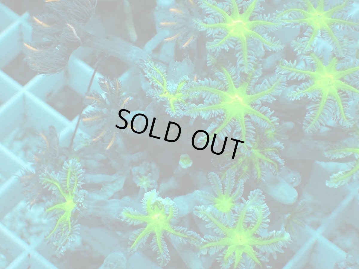 画像2: No.10 ツツウミヅタ グリーンコア＆オレンジストライプ (2)