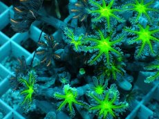 画像2: No.10 ツツウミヅタ グリーンコア＆オレンジストライプ (2)