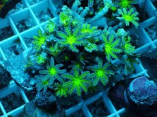 画像1: No.11 ツツウミヅタ グリーンコア (1)